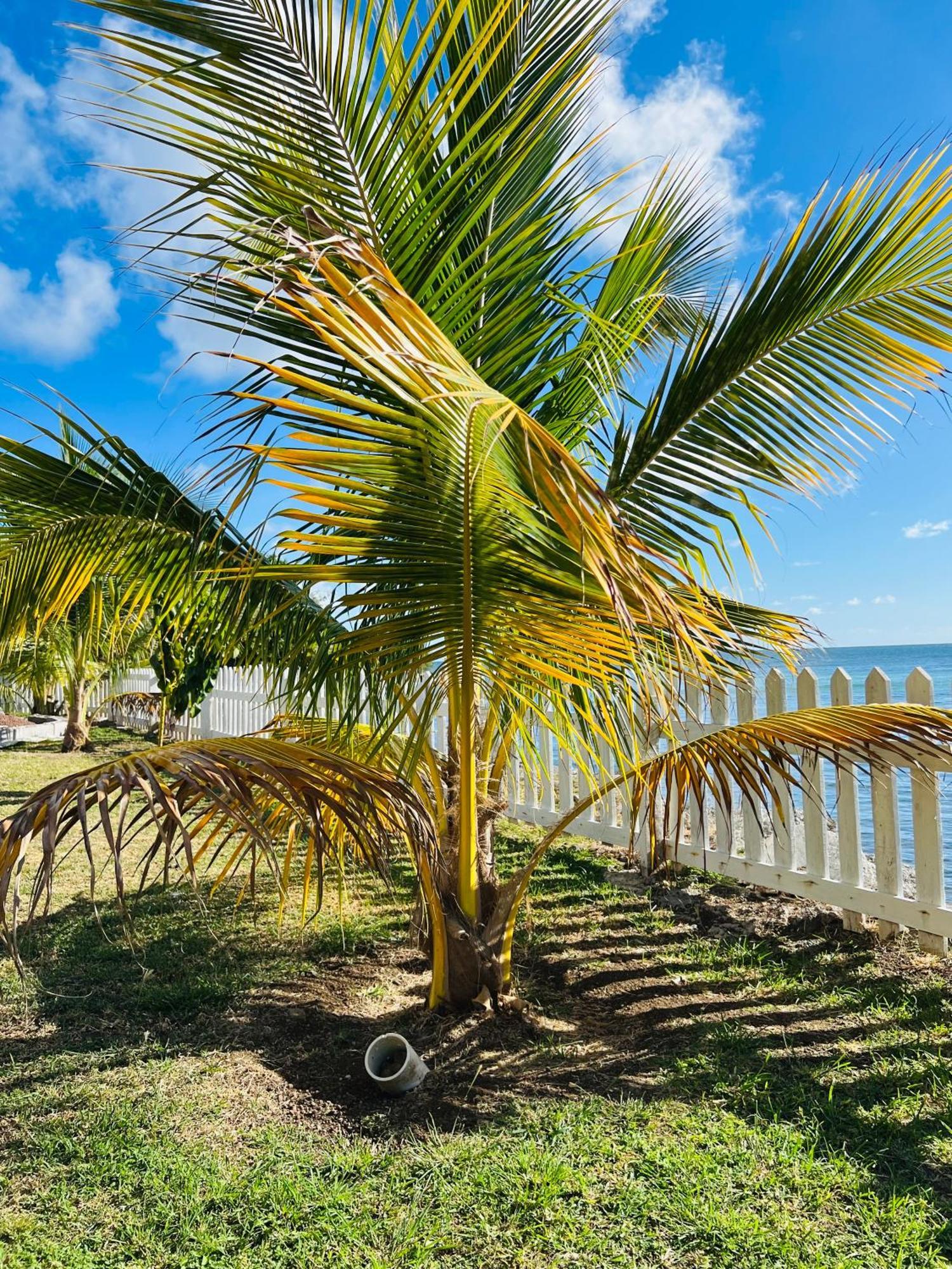 Sealavie Apartments - Grenada St. George's Dış mekan fotoğraf